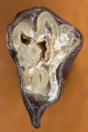   Seed, embryo:   Ipomoea purpurea , cross-section showing the distinctly folded embryo; Photo by D. Walters and C. Southwick, Table Grape Weed Disseminule ID
